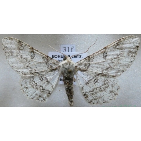 Ascotis selenaria (Denis & Schiffermüller, 1775) Przylepek księżycowiak Czech31f